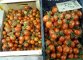Pomodorini al mercato di Tor Pignattara