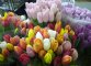 Tulipani al Mercato dei Fiori e delle Piante Ornamentali