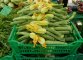 Le zucchine di Francesco di Caramadre al mercato della Città dell'Altra economia